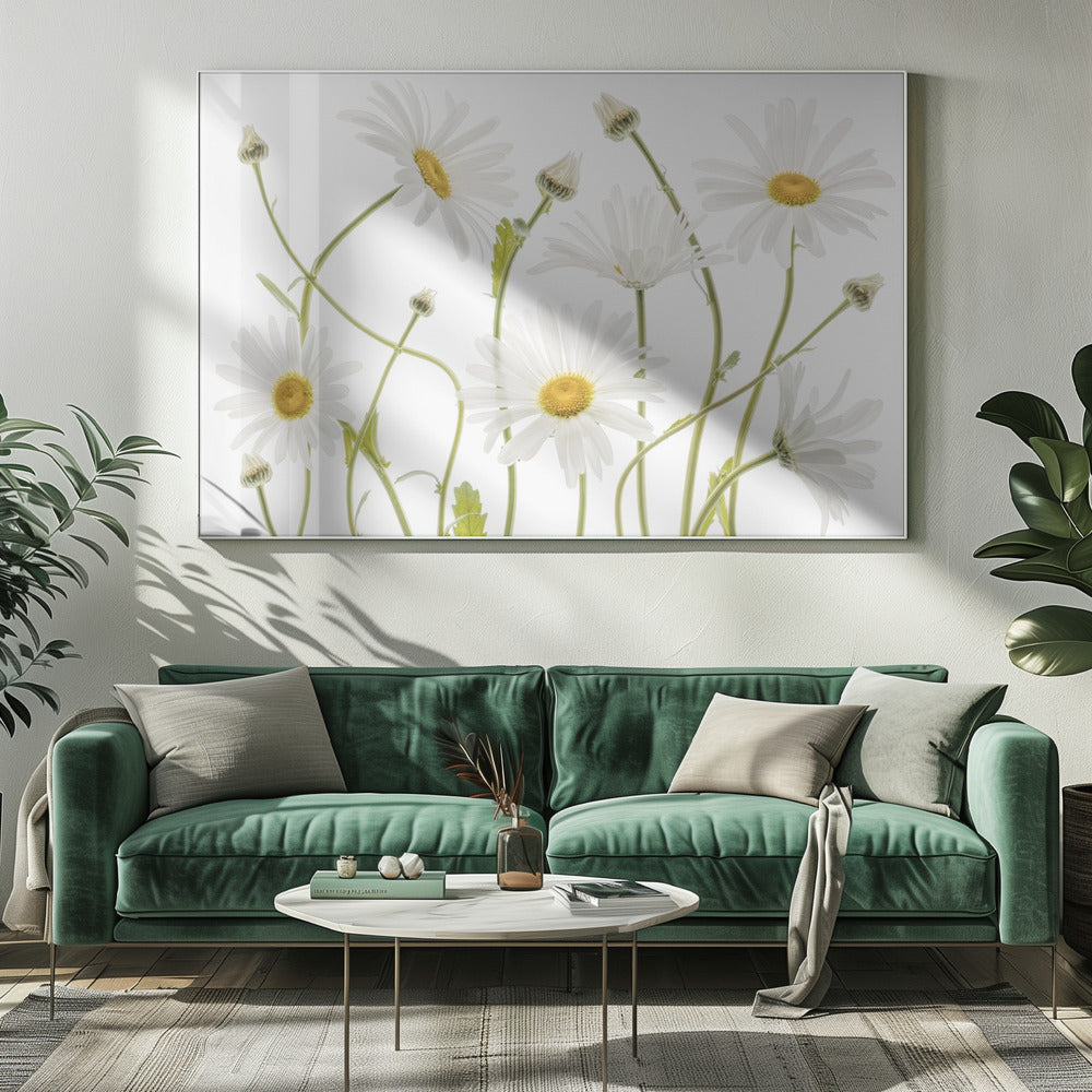 Ossenoogmadeliefjes | Canvas