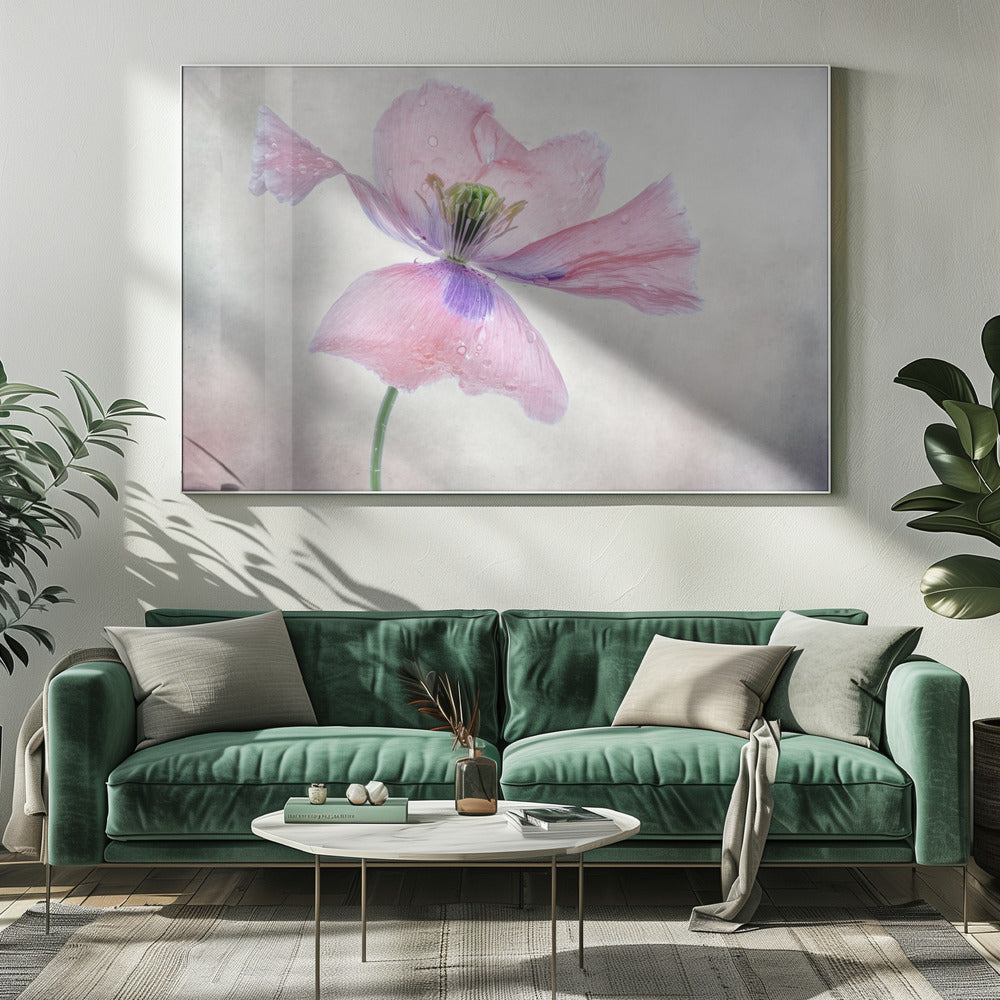 Pastel poppy | Canvas