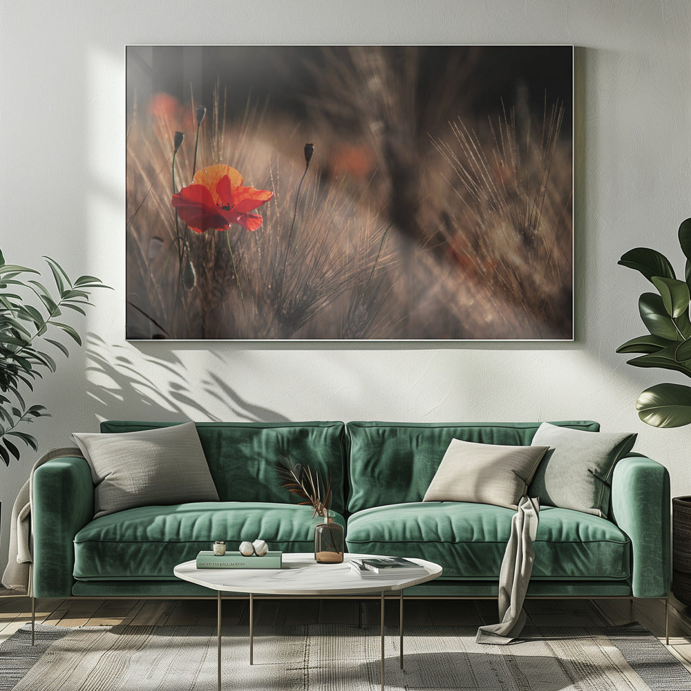 Klaproos met maïs | Canvas