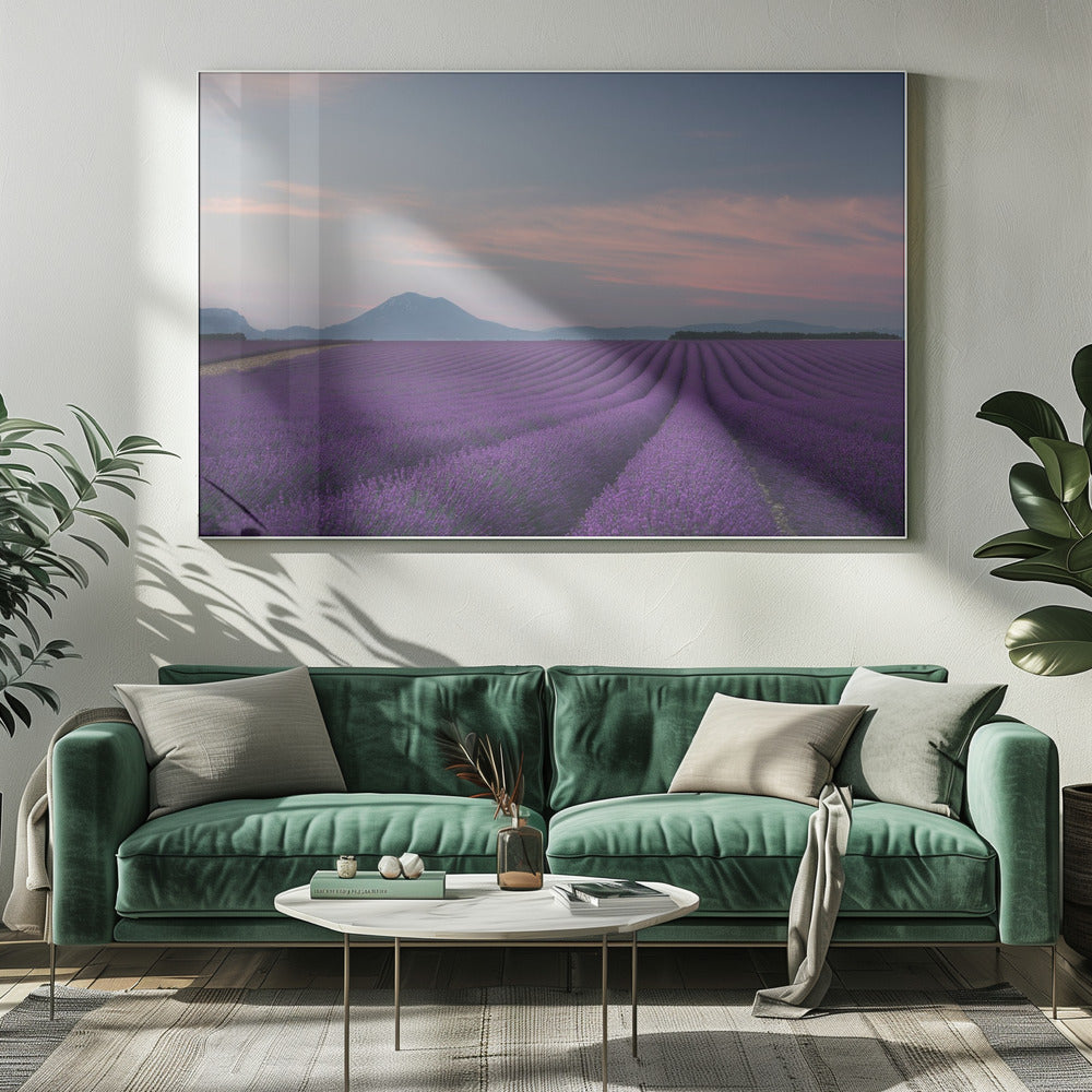 Lavendelveld | Canvas