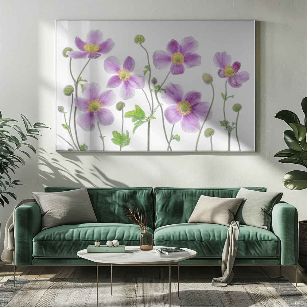 Anemoon Japonica | Canvas