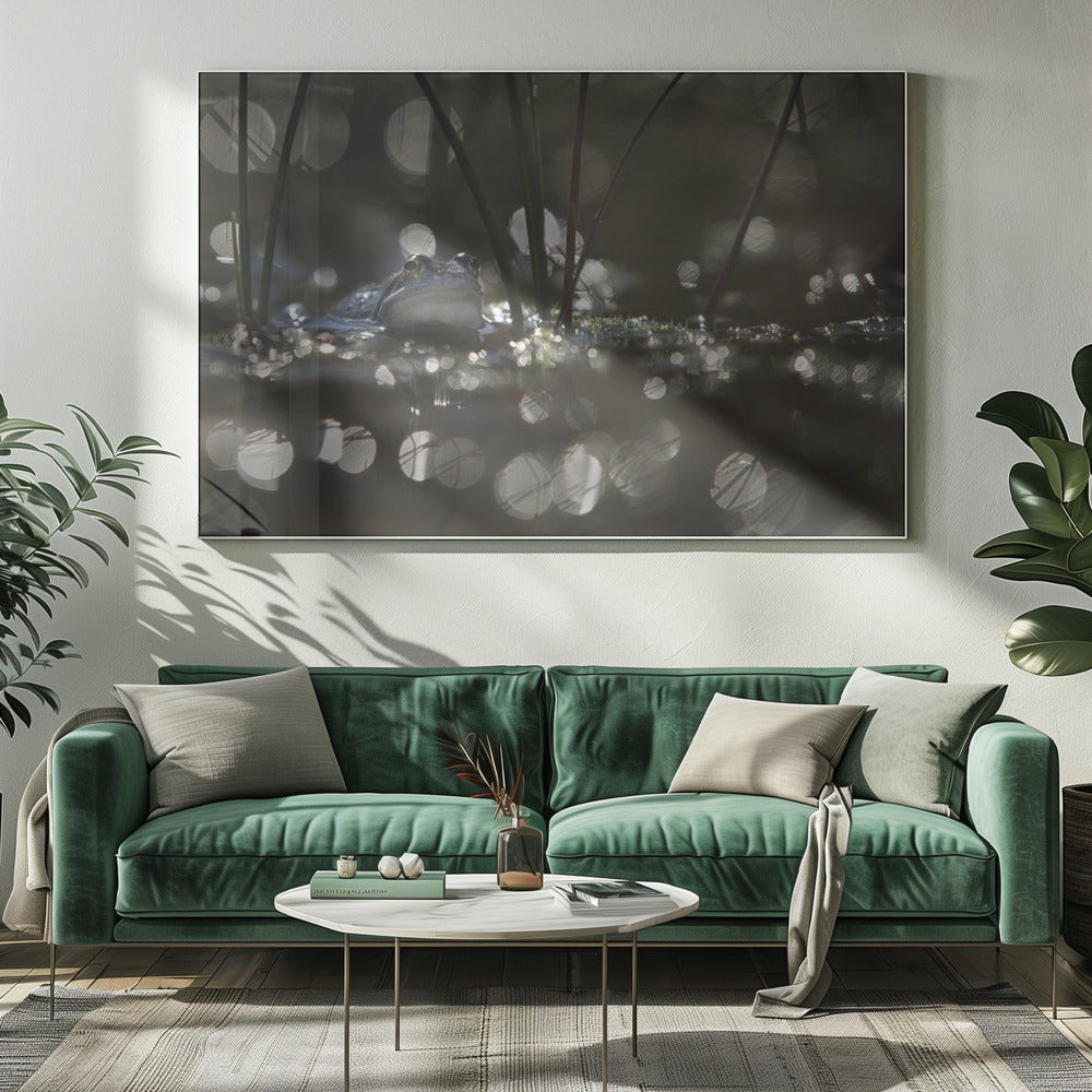 Moor frog | Canvas