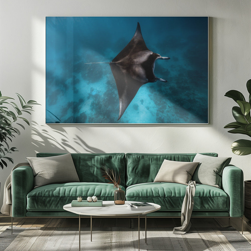 Manta vliegt!!! | Canvas