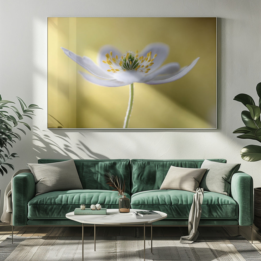 Bosanemoon | Canvas