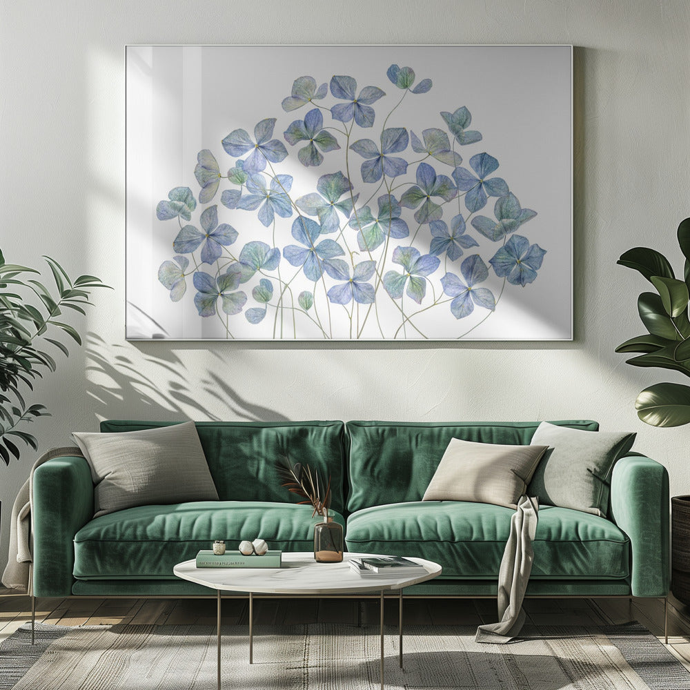Hortensia | Canvas