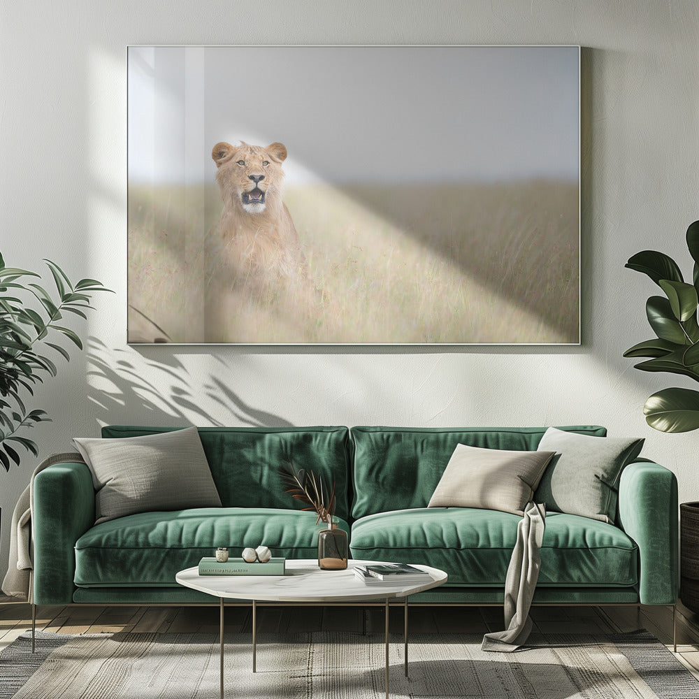Jonge Leeuw | Canvas