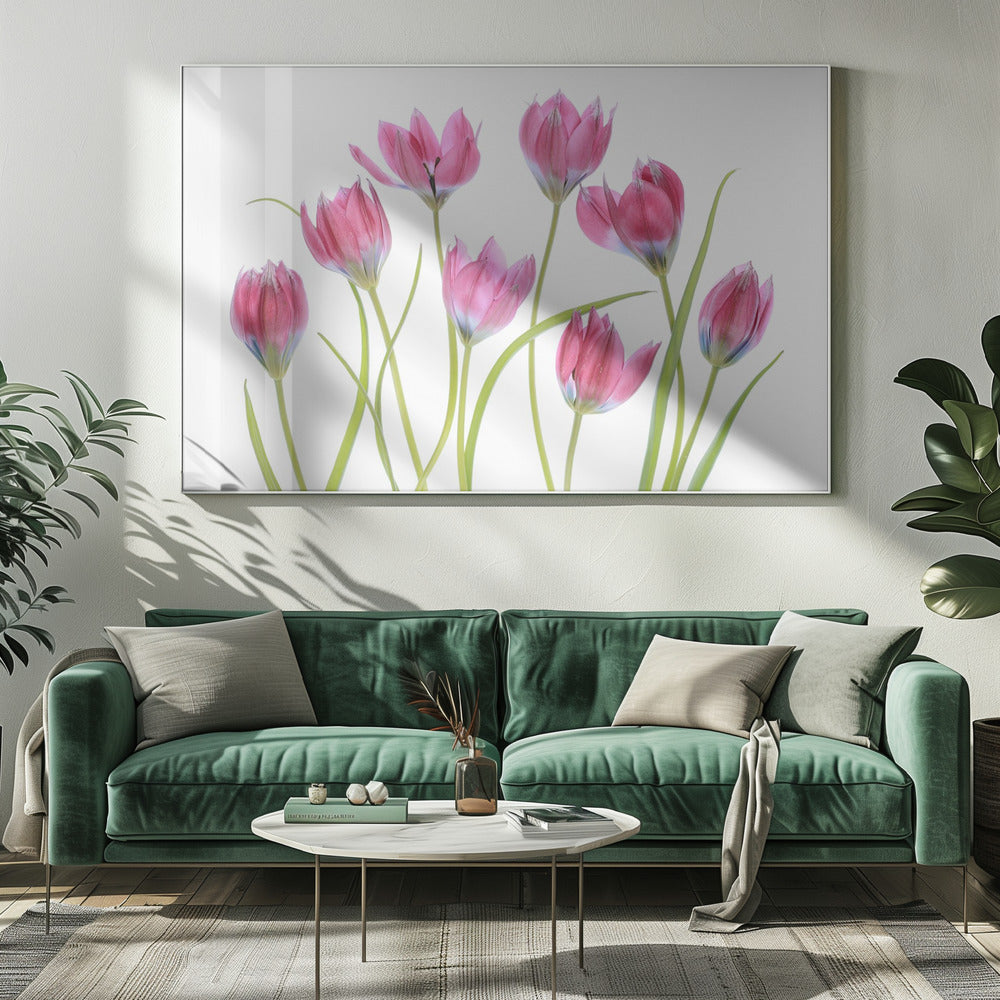 Tulp blush | Canvas