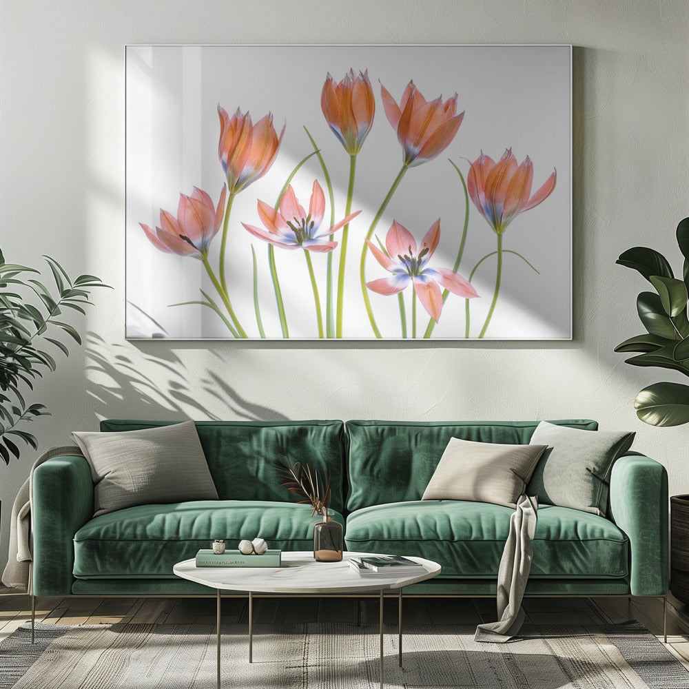 Abrikozentulpen | Canvas