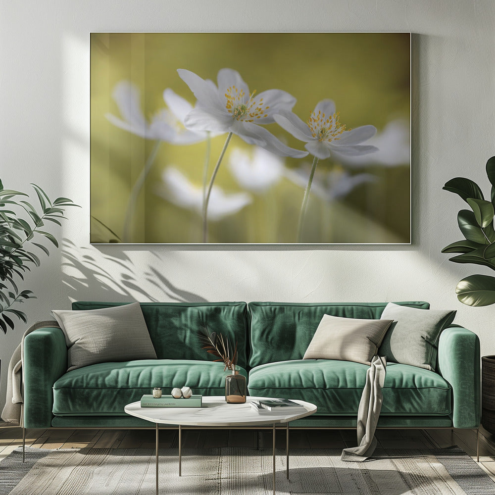 Bosanemonen | Canvas