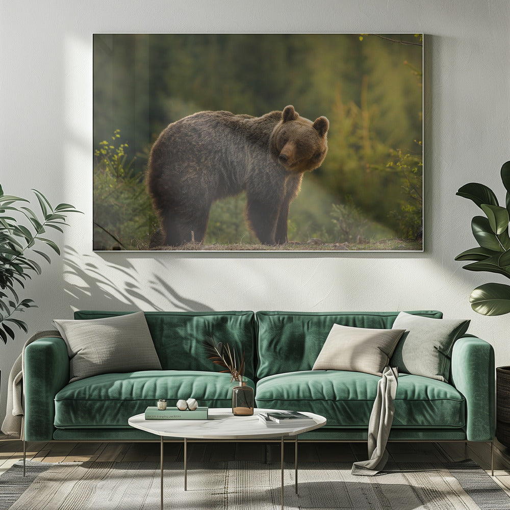 Beer met tegenlicht | Canvas