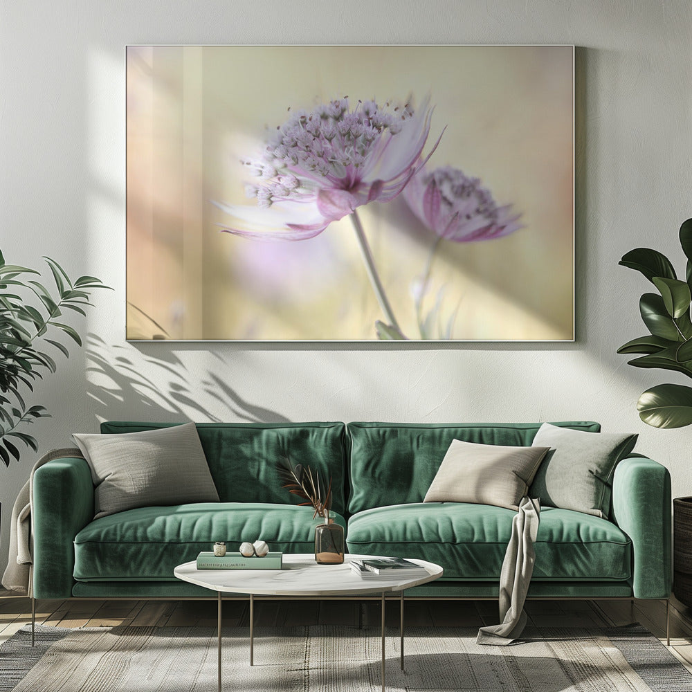 Roze Astrantia | Canvas