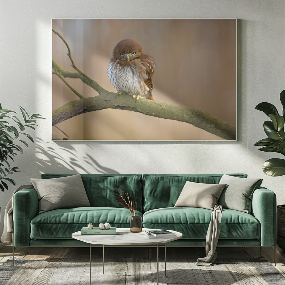 Ferruginous pygmy owl | Canvas