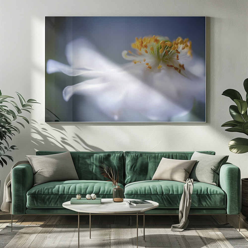 Anemoon 1 | Canvas