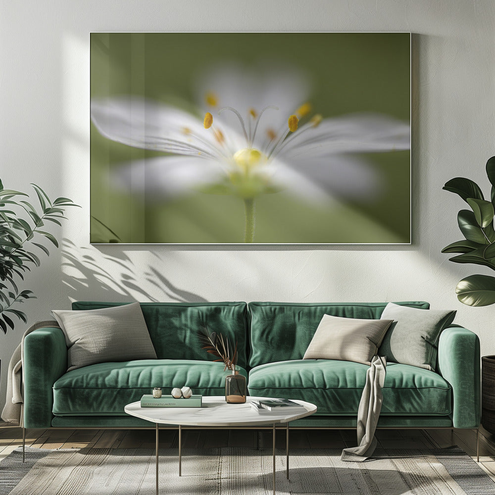 Zachtjes Stitchwort | Canvas