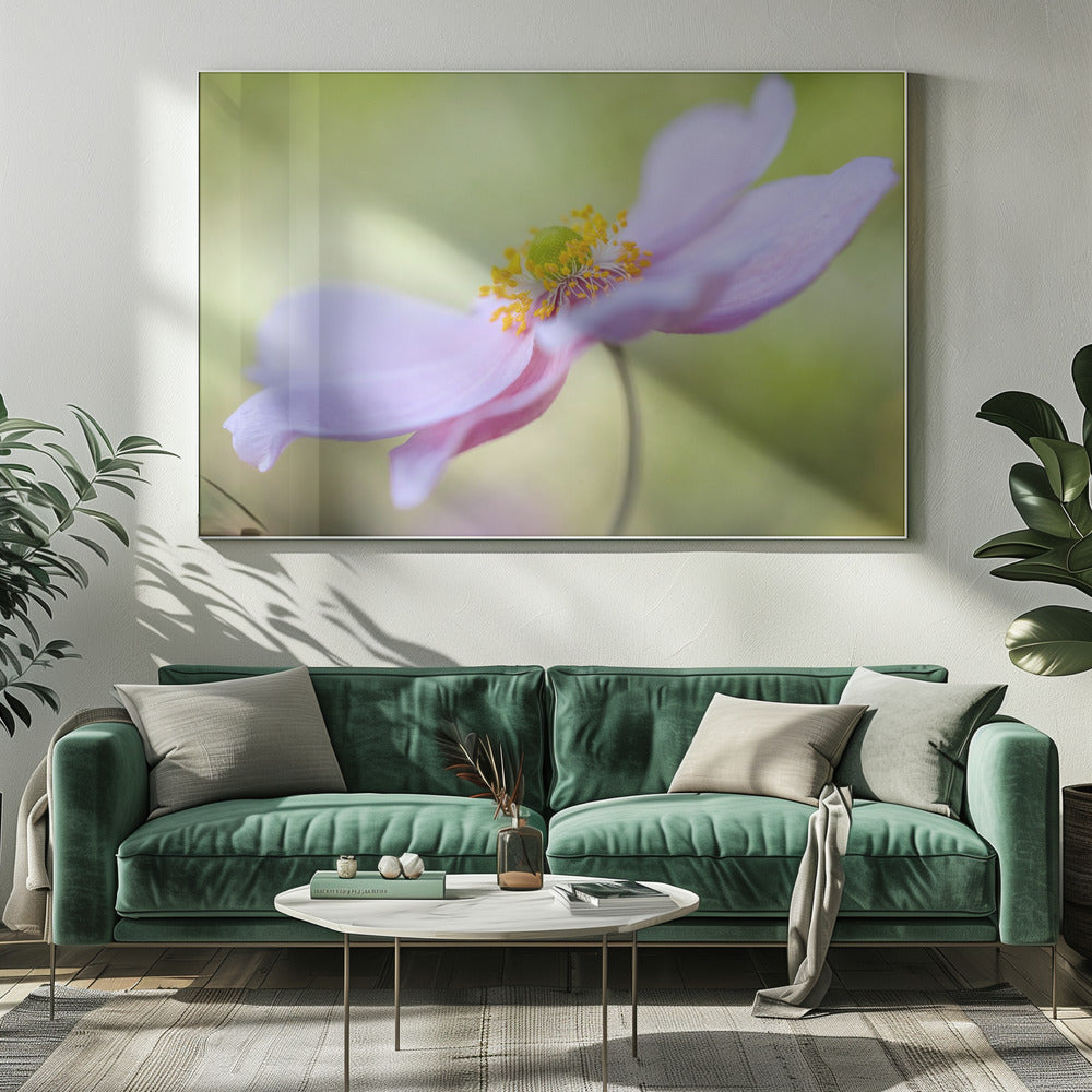 Japanse anemoon | Canvas