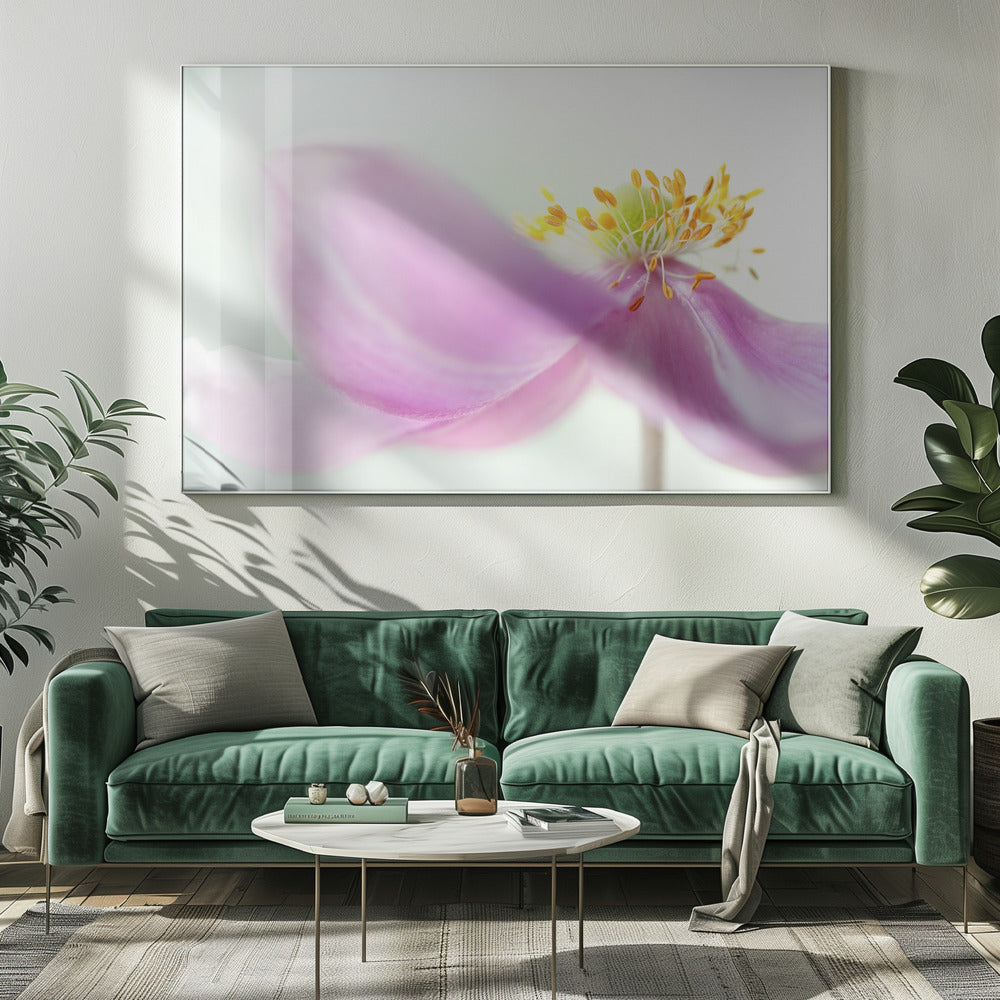 Anemone | Canvas