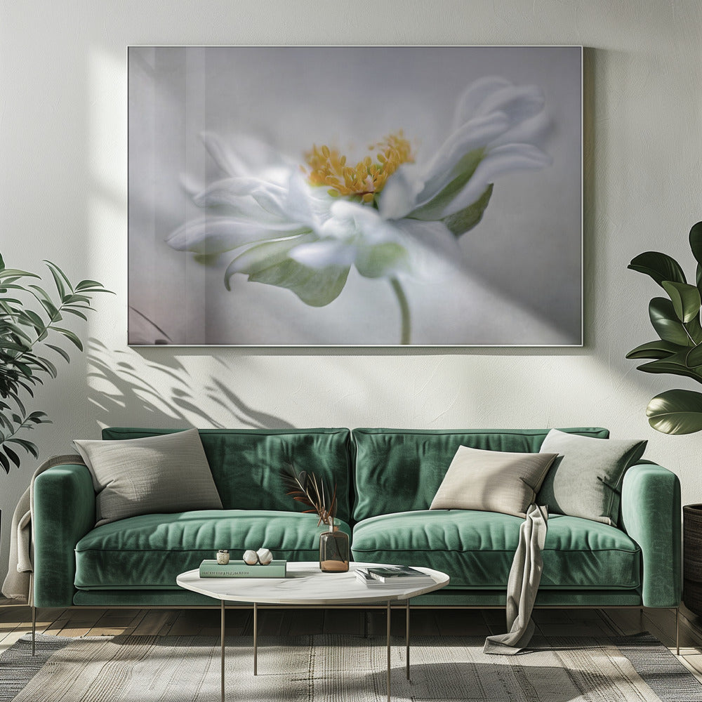 Anemone | Canvas