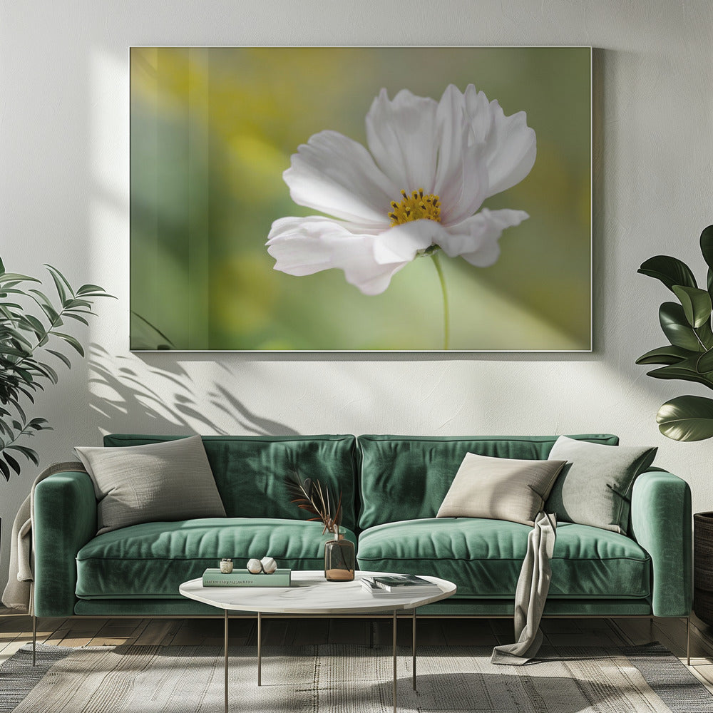 Cosmos | Canvas
