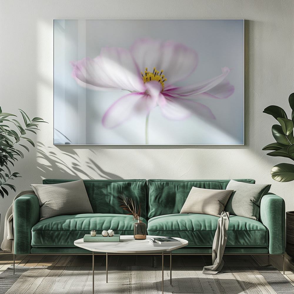 Cosmos | Canvas