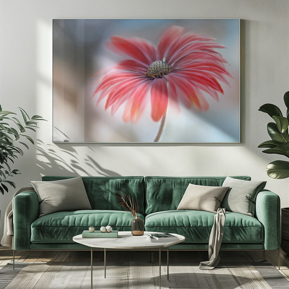 Kaapse Madelief* | Canvas