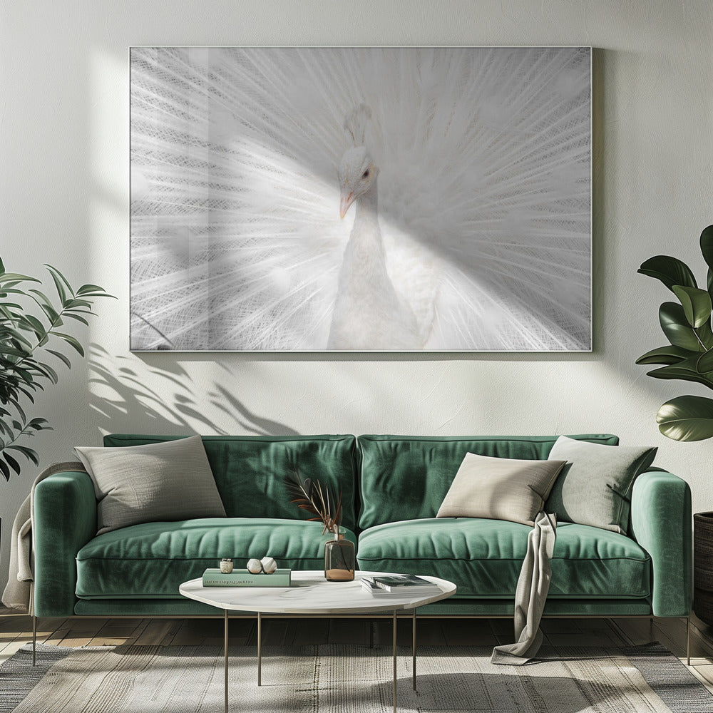 Prachtige Witte | Canvas