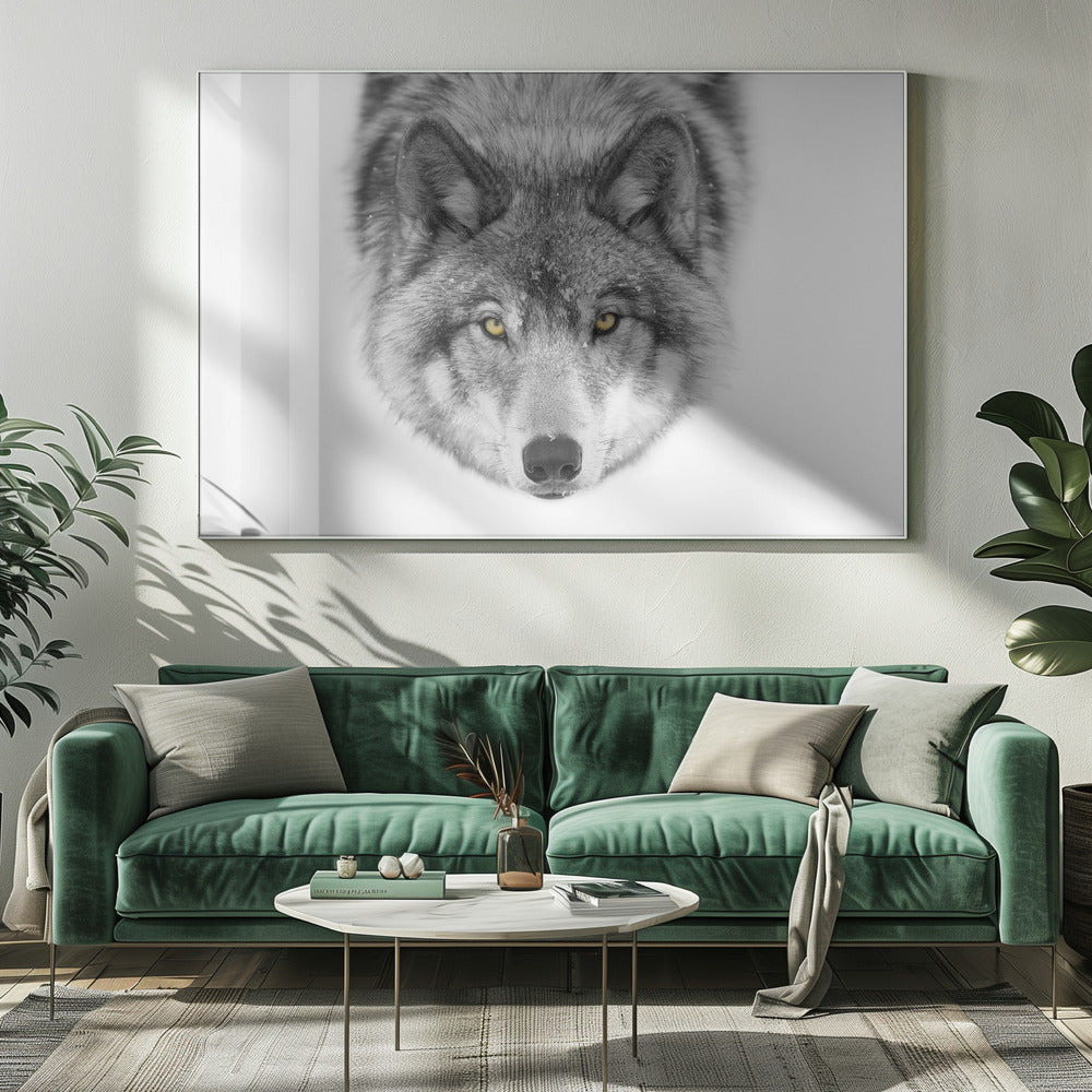 Gele ogen - Timber Wolf | Canvas