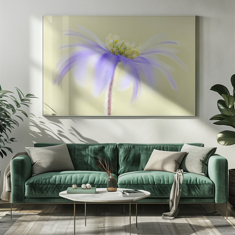 Anemoon Blanda | Canvas