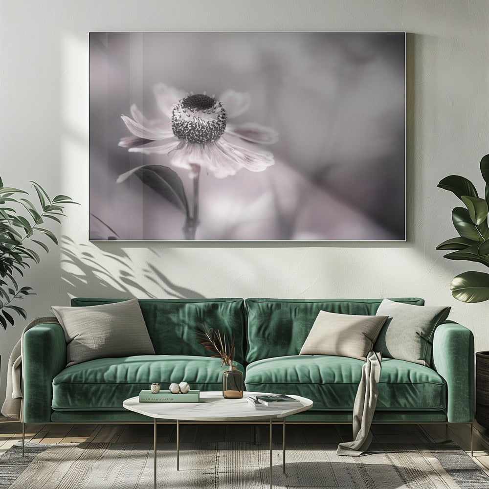 Helenium | Canvas