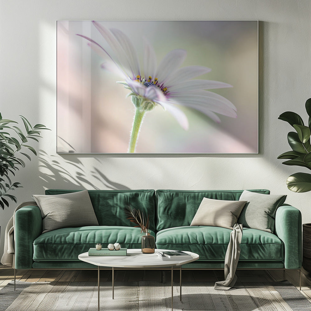 Kaapse Madelief | Canvas