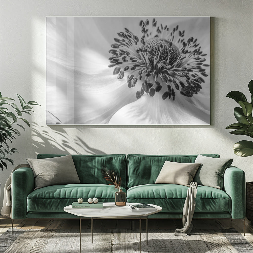 Anemone | Canvas