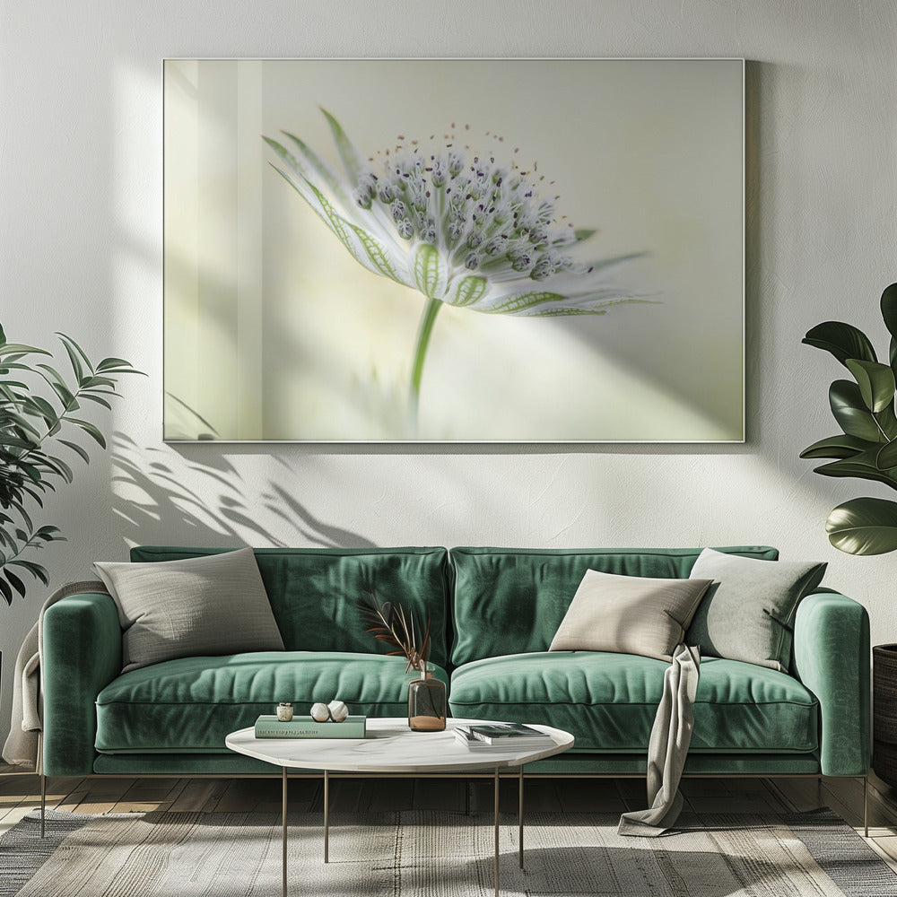~Astrantia~ | Canvas