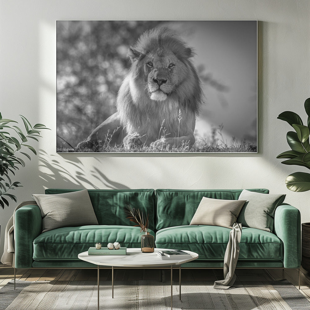 Monochromatische leeuwenkoning | Canvas