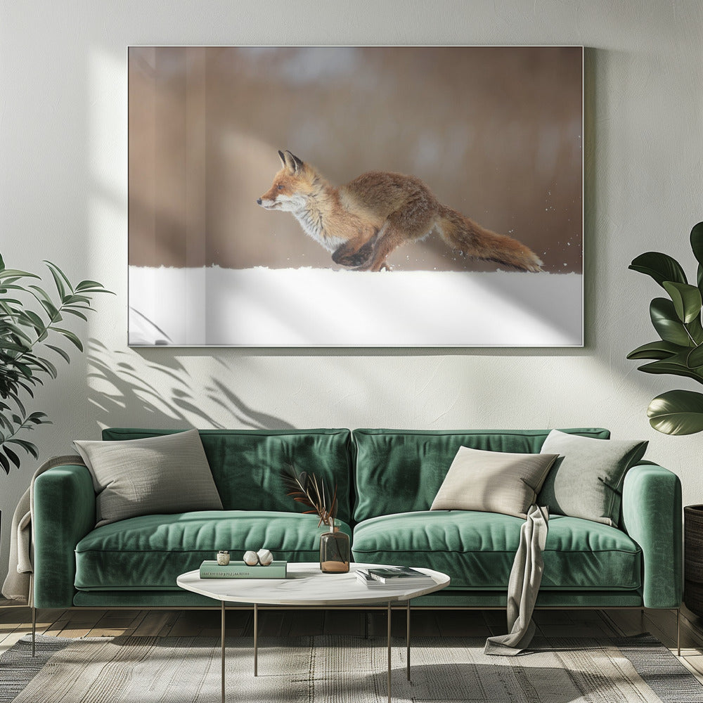Red Fox | Canvas
