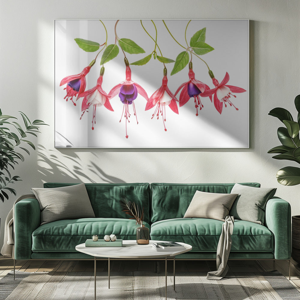 .Fuchsia. | Canvas