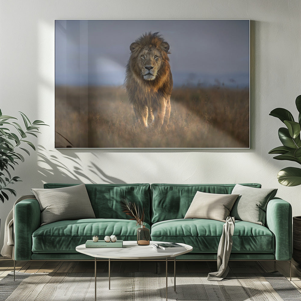 Leeuw van dichtbij | Canvas