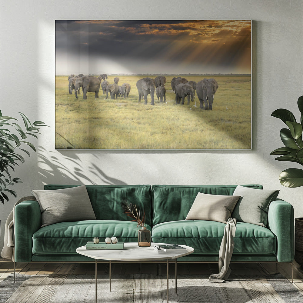 Uit liefde voor olifanten | Canvas