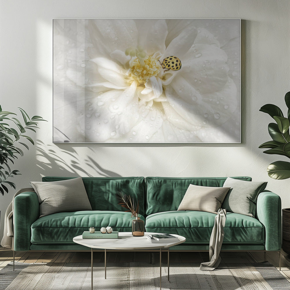 Dauwdruppels zijn de pareltjes van de ochtend | Canvas