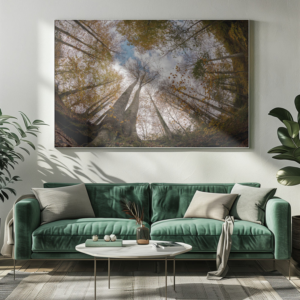 Bos | Canvas