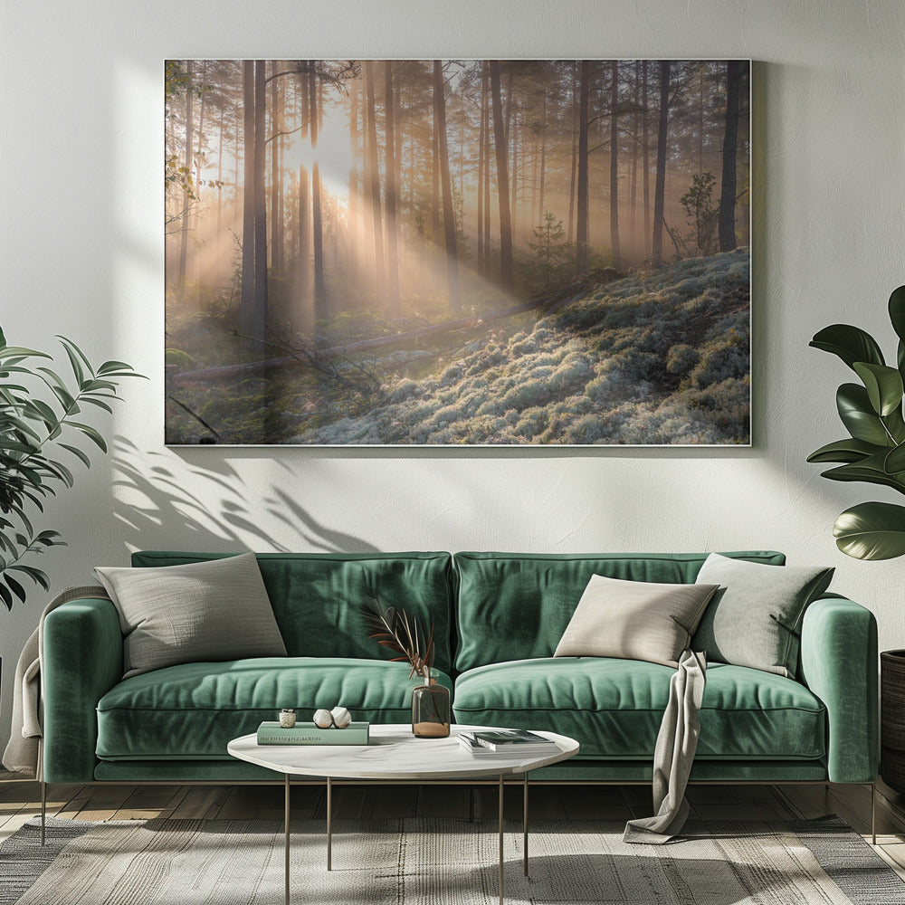 Mist in het bos met wit mos op de voorgrond | Canvas