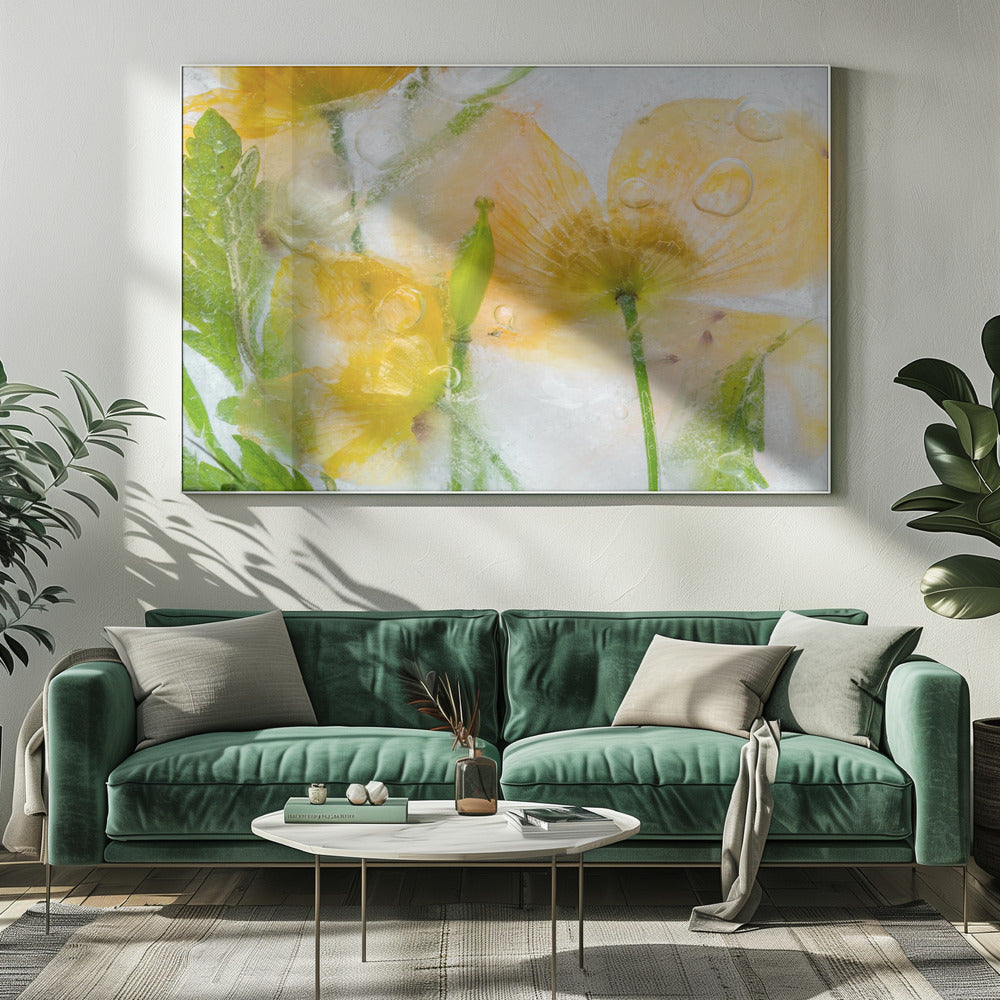 Meconopsis | Canvas