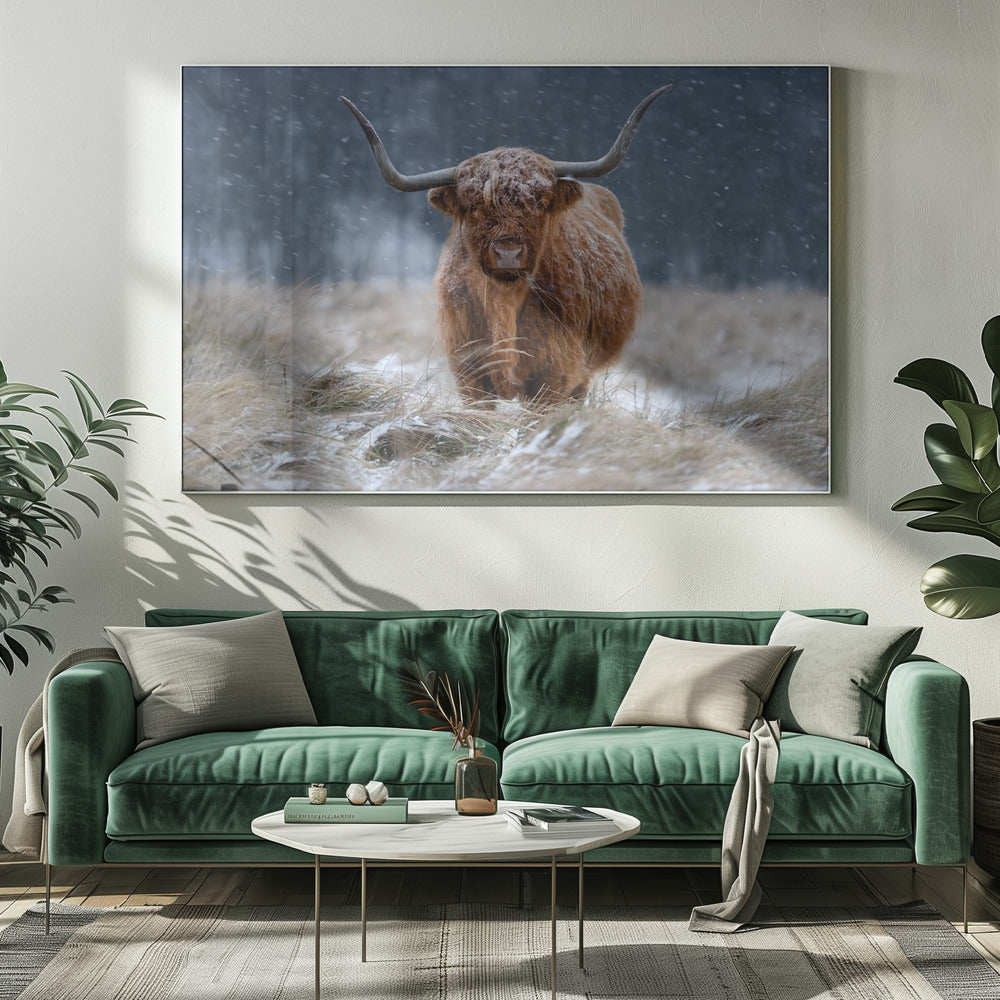 Snowy Highland cow | Canvas