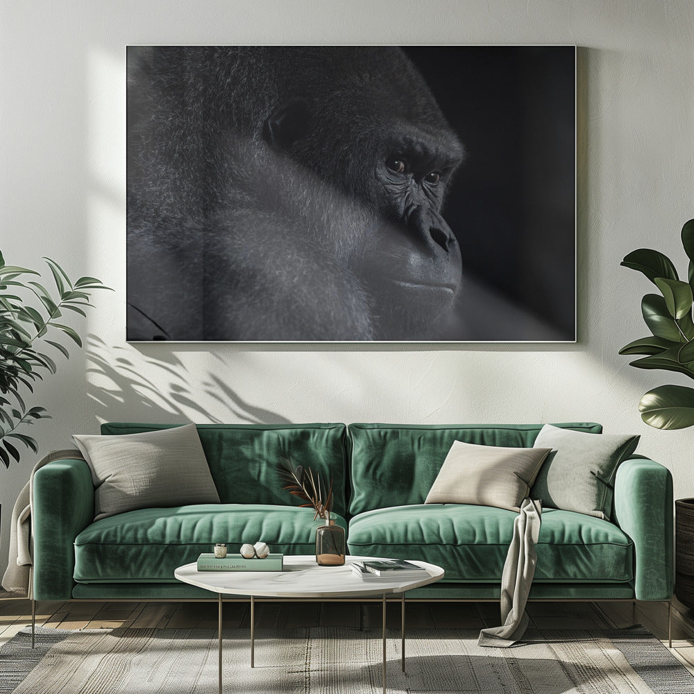 gorilla gaze | Canvas