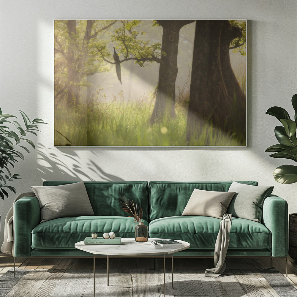 Pauw | Canvas