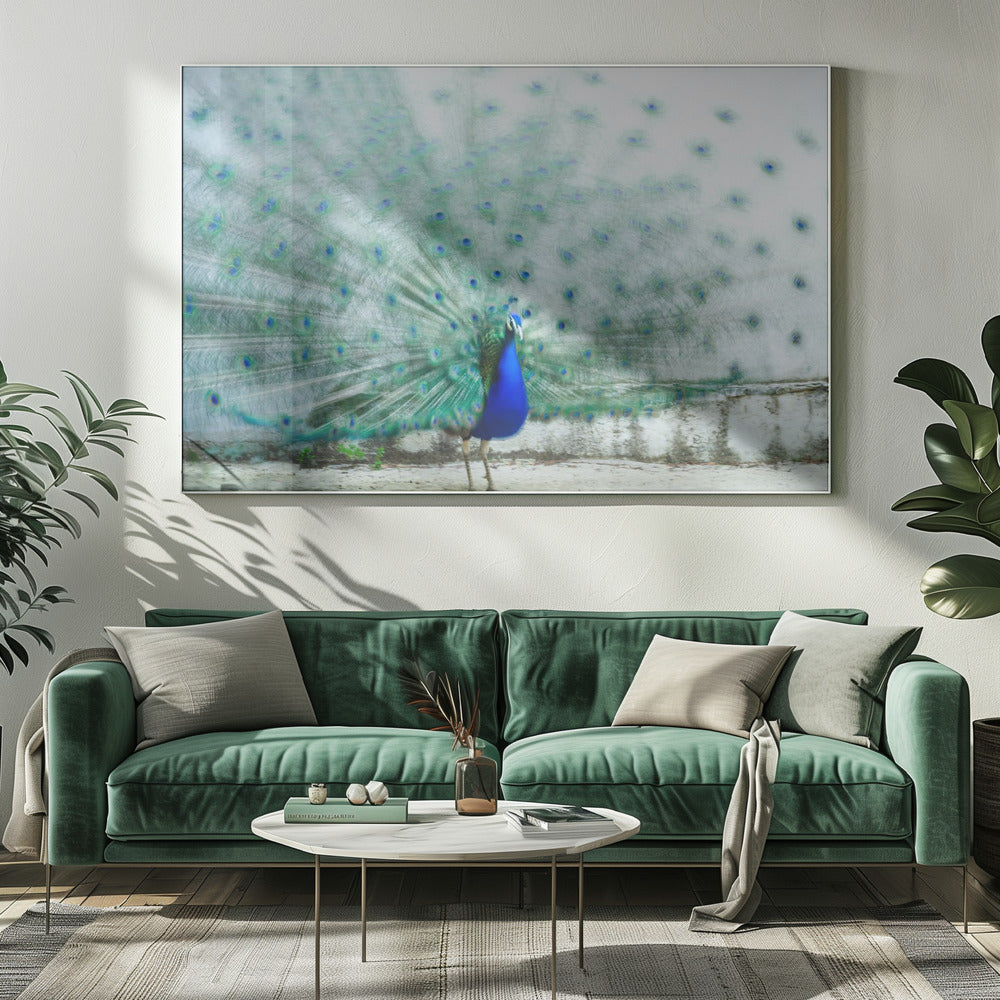 Pauw | Canvas