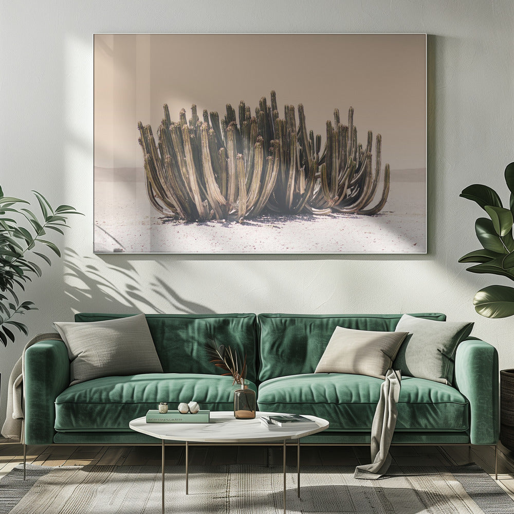 Perzikhemelcactus | Canvas
