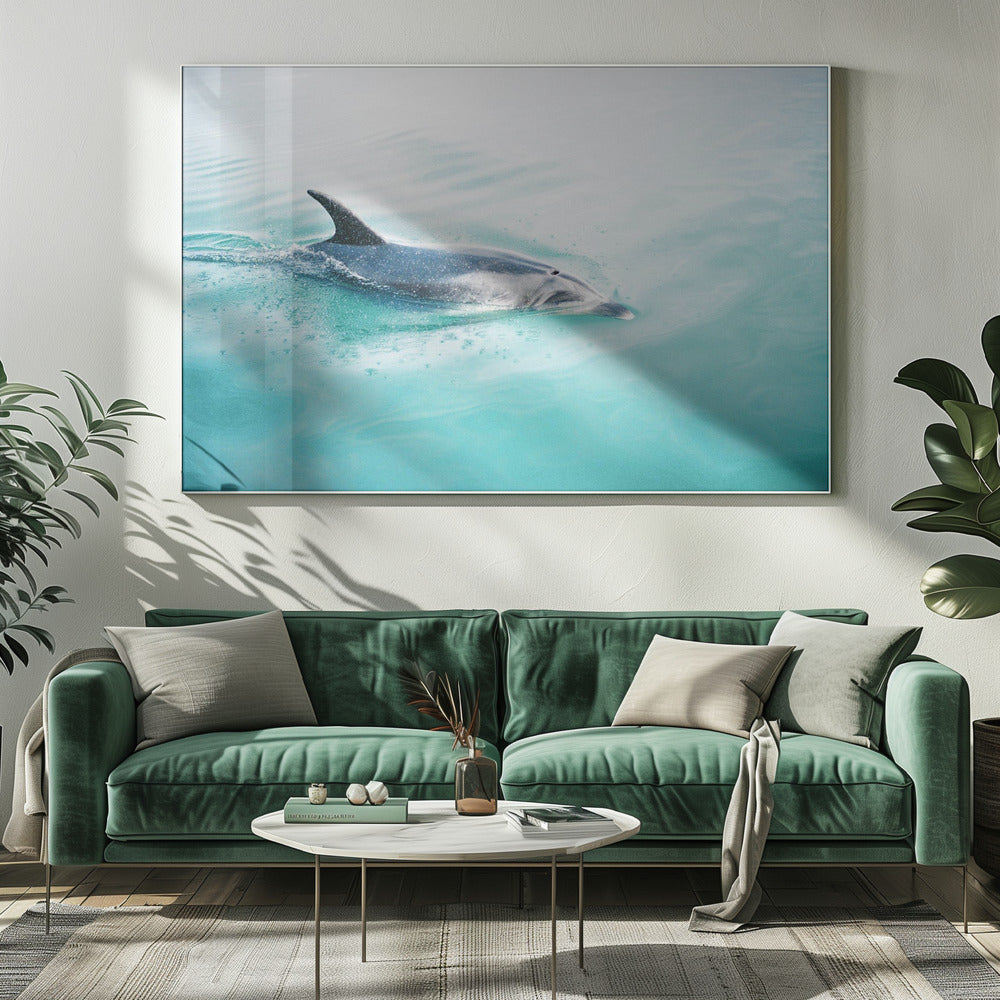 Dolfijn NZ Noord | Canvas