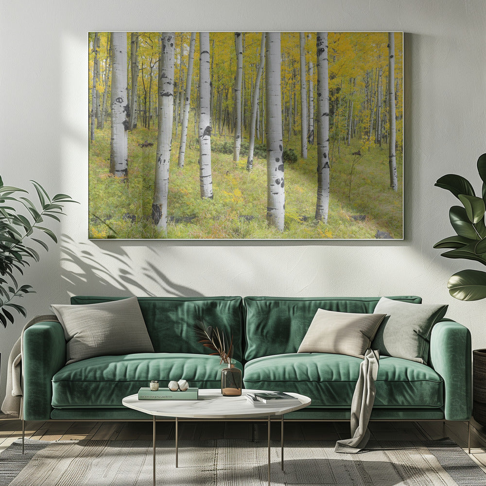 Yellow Birchs | Canvas