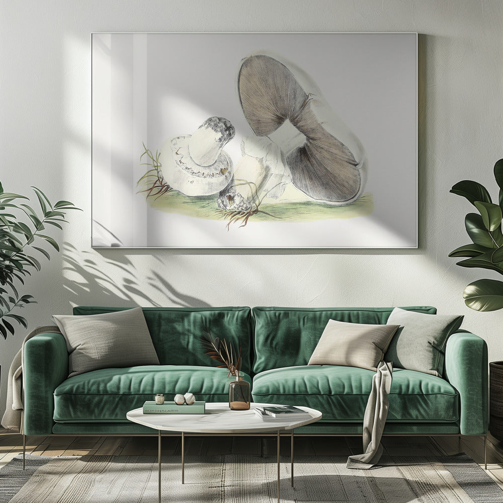 Handgetekende paardenpaddestoel | Canvas