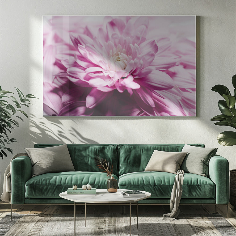 pink Chrysanthemum Blossom | Canvas
