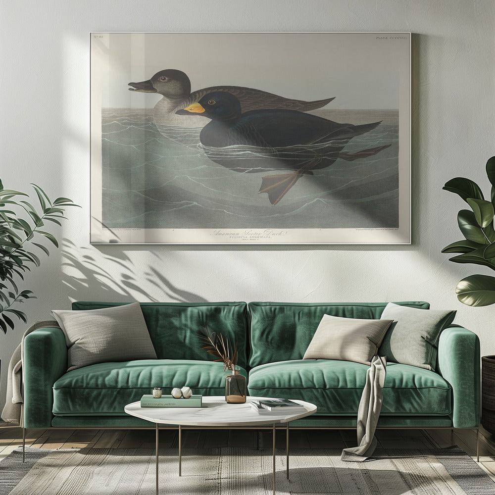 Amerikaanse zee-eend uit Birds of America (1827) | Canvas